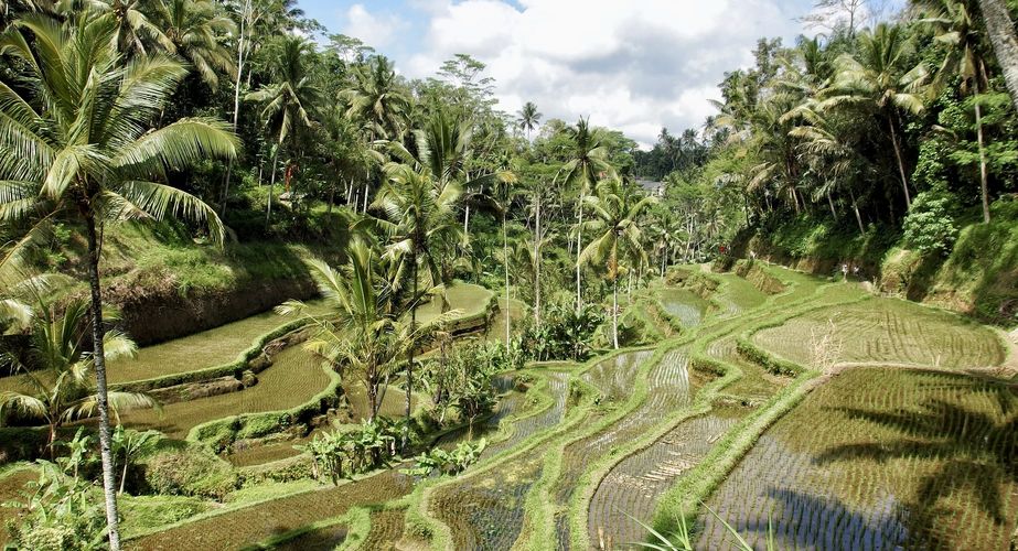 Rijstvelden Ubud Bali